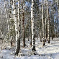 Русские берёзы :: Милешкин Владимир Алексеевич 