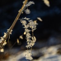 Снежные цветы в закате :: Елена Вторушина