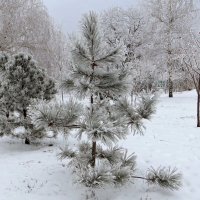 Между сосен бродит Дед Мороз, бородой за ветки задевая... :: Татьяна Смоляниченко