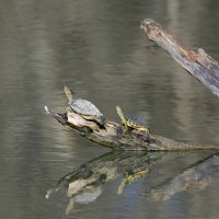 Январские зарисовки. :: Светлана Ивановна Медведева