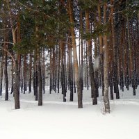 Зимний лес . :: Мила Бовкун