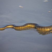 морская змея :: Andrei Antipin 
