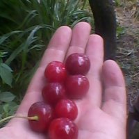 Красные первые плоди вишни! :: Тоня Просова