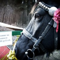 Лошадь-предприниматель :: Валерий Кишилов