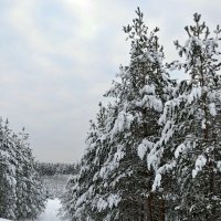 Зимний лес. :: Михаил Столяров