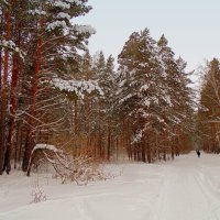 Прогулки в лесу. :: Мила Бовкун