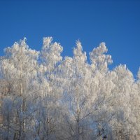 Зима :: Александр Попков