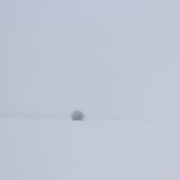 ежик в снегопаде :: Дмитрий Денисов