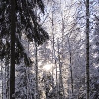 Зимний лес :: Татьяна Шторм