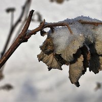 Зимний этюд :: Николай Масляев