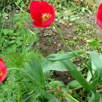 Три красных тюльпана :: Михаил 