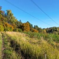 Осень в Подмосковье :: Владимир Безбородов