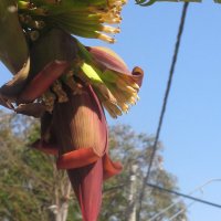 Вот так цветет и формируется банан.... :: Герович Лилия 