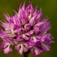 Ятрышник трехзубчатый (Orchis tridentata) :: Павел Руденко