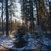 Зимний лес :: Алёнка Шапран