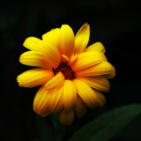 yellow flower :: Наталья ХХХХХ