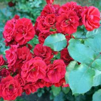 «Осенние розы – прелестные, грустные розы …» :: Елена Павлова (Смолова)