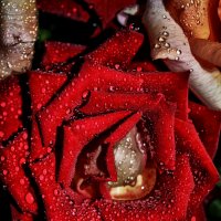 слёзы розы :: Ксения Забара