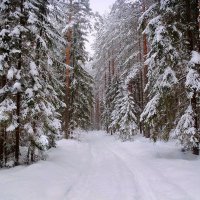 Зимний лес укрыт весь белым, снежным покрывалом :: Павлова Татьяна Павлова