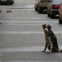 Собачья жизнь :: Nn semonov_nn
