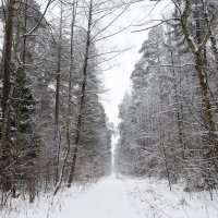 В зимнем лесу :: Олег Пученков