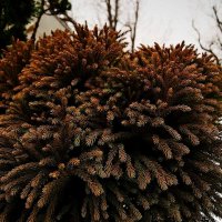 Криптомерия (Cryptomeria) :: Александр Корчемный