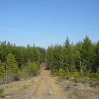 Сосновый лес в глинистой местности. :: Оксана Волченкова