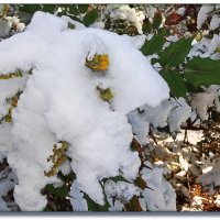 Цветущая магония под снегом. :: СветЛана D