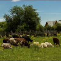 Лето в деревне :: Алексей Патлах
