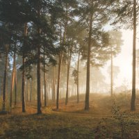 туман в лесу :: Василий Иваненко