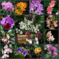 Орхидеи :: Наталия Короткова