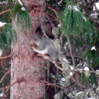 Перекус :: Наталья Пендюк Пендюк