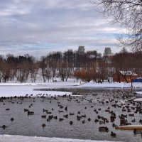 утиное раздолье... :: Валентина. .