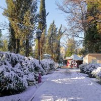 Зима в Сочи... :: СветЛана D