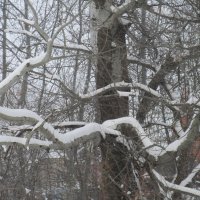 Снег обнажает "деревянные" причуды. :: Вячеслав Медведев