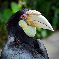 Балийская "ворона" :: Асылбек Айманов
