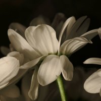 Цветы. :: Ksy Tsyganova