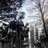 Зима :: Tata Wolf
