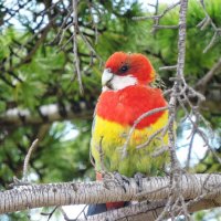 Eastern Rosella :: чудинова ольга 