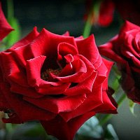 цветочные истории-тайна розы :: Олег Лукьянов