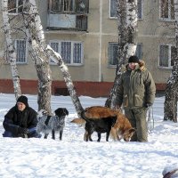 Выгул собак . :: Мила Бовкун