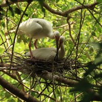 White Ibis (белый аист) :: Naum 