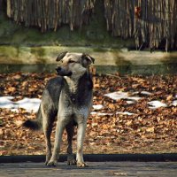 весь во внимании :: Александр Корчемный