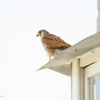 Птичка на нашем балконе.... :: Анна Выскуб
