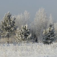 Сказочная зима. :: nadyasilyuk Вознюк