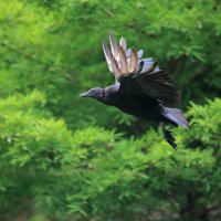 Black Vulture :: Naum 