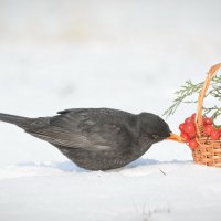 Вкуснота-красота. :: Светлана Ивановна Медведева