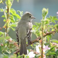 Chilean White-crested Elaenia :: чудинова ольга 