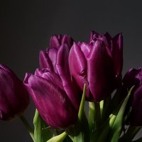 Тюльпаны :: Tatjana 