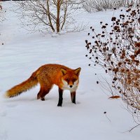 Случайная встреча :: Valentina M. 